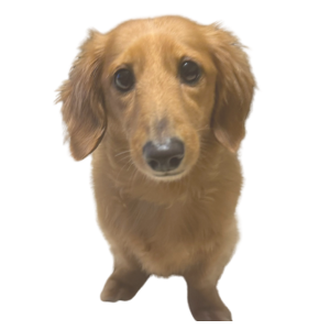 看板犬もさく君